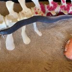 Scheletro di capodoglio